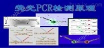 口蹄疫病毒基因分型PCR检测试剂盒说明书
